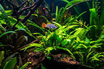 A green beautiful planted tropical freshwater aquarium with fish
