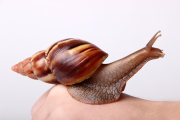 Achatina snail on white background