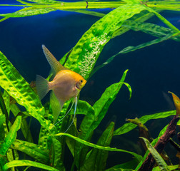 A green beautiful planted tropical freshwater aquarium with fish