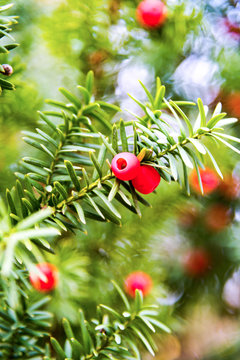Europ&auml;ische Eibe (Taxus baccata)