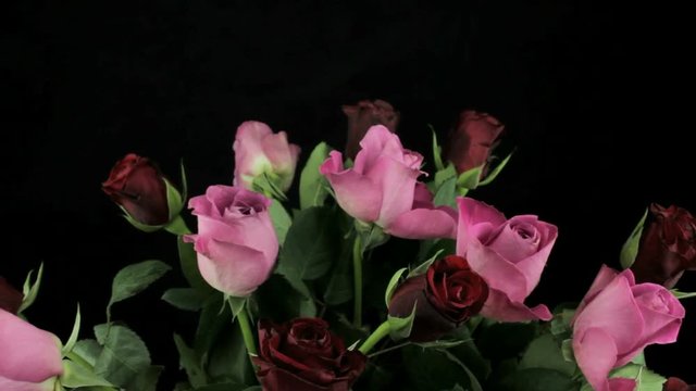 Rotating pink and dark red roses