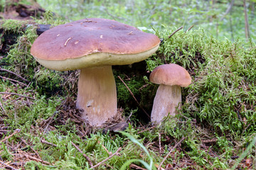 Edible Bolete Mushrooms in autumn forest. Boletus edulis.