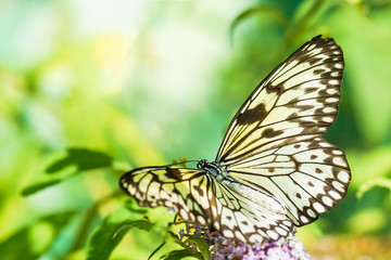 Butterfly Idea leuconoe