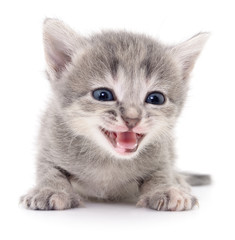 Small gray kitten isolated on white background.