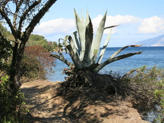 Korsika Golf von Saint-Florent Agaven 3