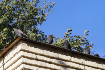 Pigeons sitting on the roof