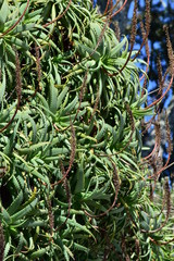 Obraz premium Large aloe plant with plenty of spikes on hard leaves.
