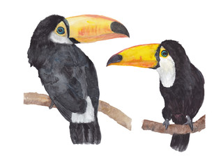 SEt of Toucans (Ramphastos toco) sitting on tree branch. Watercolor illustration.
