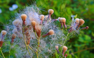 Wild bustle