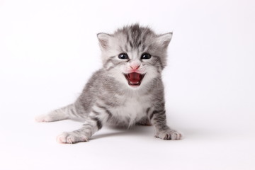 gray kitten on a white background
