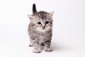 gray kitten on a white background