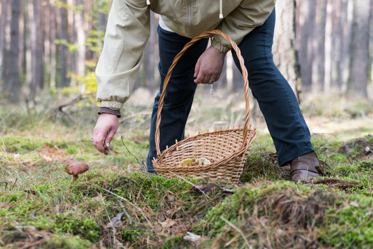 Woman picking mushroom during mushrooming.