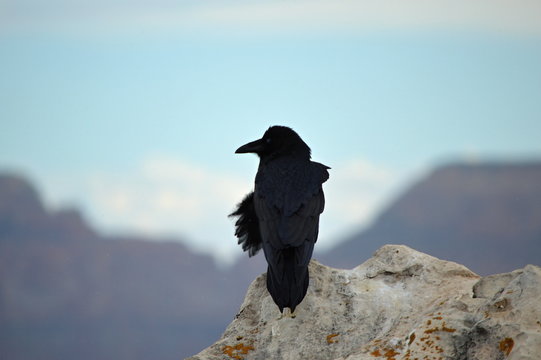 Raven - Powered by Adobe