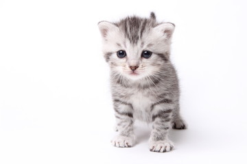 gray kitten on a white background