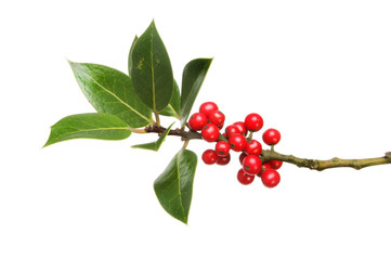 Holly leaves and berries