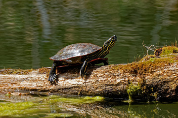Fototapeta premium Painted Turtle on a Log
