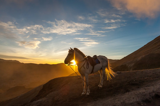 Horse at sunset, Mount Bromo, East Java, indonesia