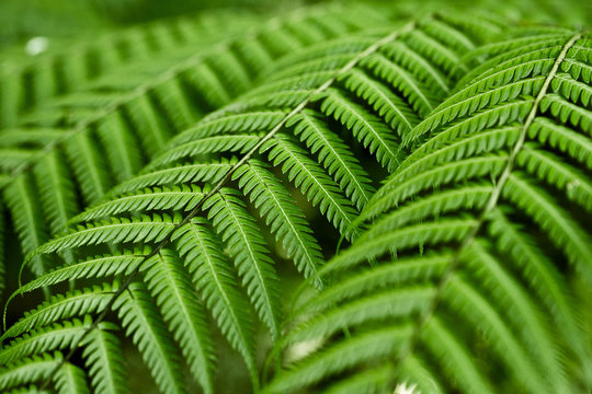 Fresh green ferns background