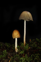 Two toadstools in the dark
