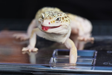 Gecko on the top of the cage