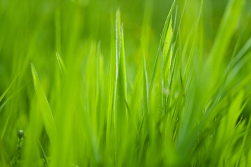 Fototapeta na wymiar Fresh green grass background