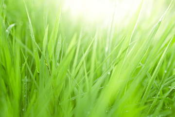 Fototapeta na wymiar Fresh green grass background