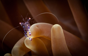 Periclemenes tosaensis Commensal Shrimp sits on an anemone in the Lembeh Straits, North Sulawesi, Indonesia