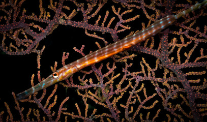Trumpetfish  (Aulostomus maculatus) on the Nudi Retreat 1 dive site, Lembeh Straits, North Sulawesi, Indonesia 