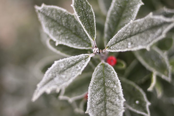 Frost Colored Holly Plant