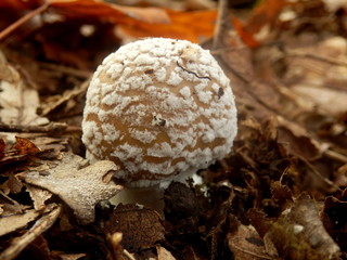 Close up of a young specimen of Amanita Pantherina, also known as Panther Cap