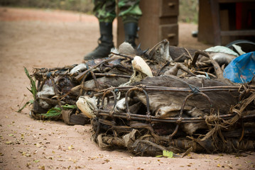 Confiscated Duiker