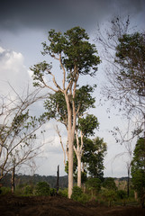 Fototapeta na wymiar Trees in Yandoumbe
