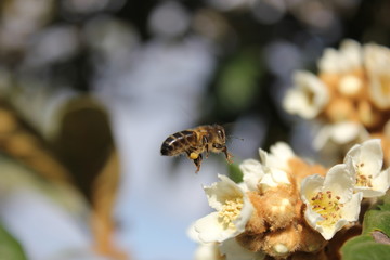 Abeja volando