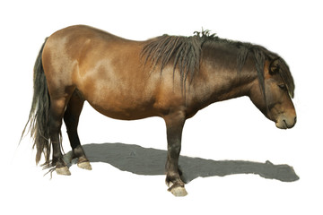 A brown horse pony with shadow on a white background