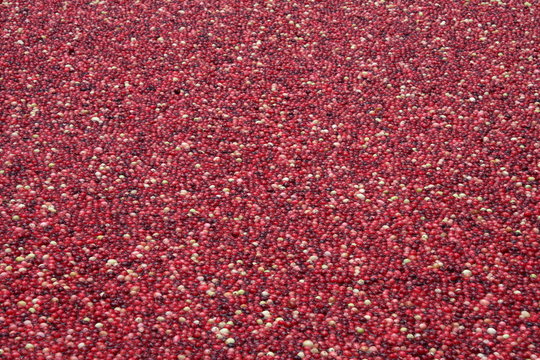 Cranberries in water