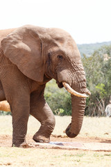 Fototapeta na wymiar Bush Elephant arriving at the watering hole
