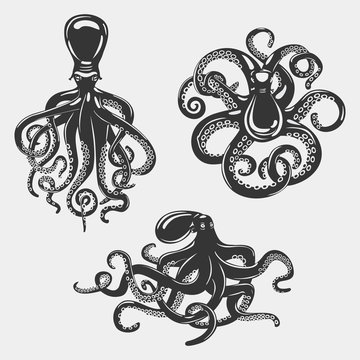 Black octopus or underwater swimming mollusk