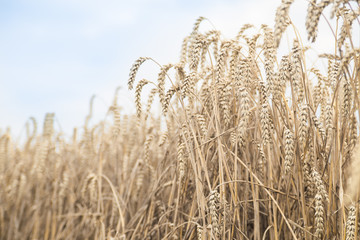 Golden ears of wheat on the field.