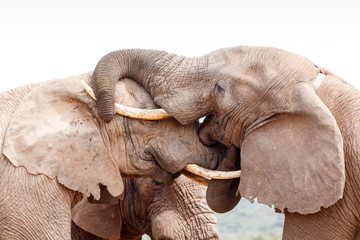 Bush Elephant giving a kiss on the head