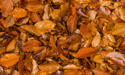 Wet autumn leaves