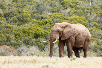 Fototapeta na wymiar African Bush Elephant standing loud and proud in the field
