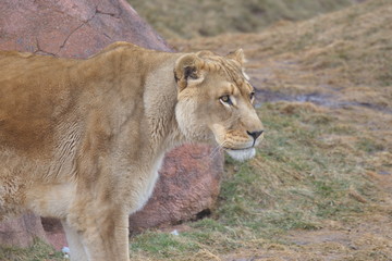 Big Wild Cats