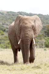 Fototapeta na wymiar Bush Elephant walking up to you