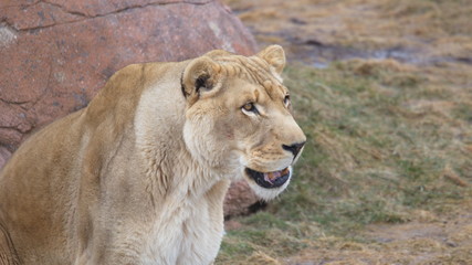 Big Wild Cats