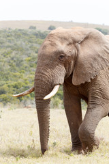 Side view of a Bush Elephant