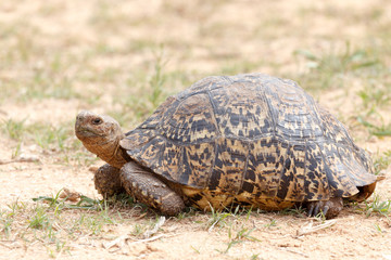 Tortoise just chilling on the ground