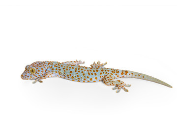 Gecko isolated on white