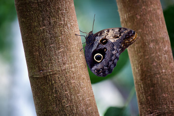 Morpho Butterfly