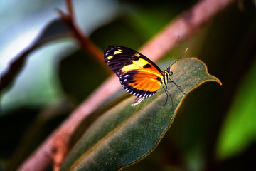 Monarch Butterfly