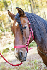 Fototapeta premium Splendido cavallo con criniera intrecciata